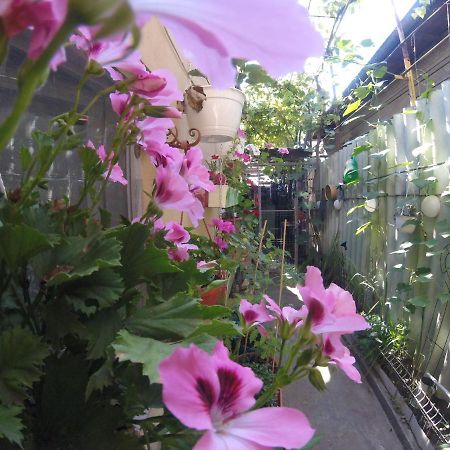 Casa Milly Constanta Apartment Bagian luar foto